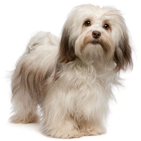 havanese information facts pictures training  grooming