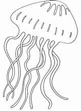 Jellyfish Qualle Malvorlage Schablonen Zeichnen Kostenlose Drus Quallen Fensterbild Ausmalen Mare Inselschule Plantillas Mrprintables sketch template