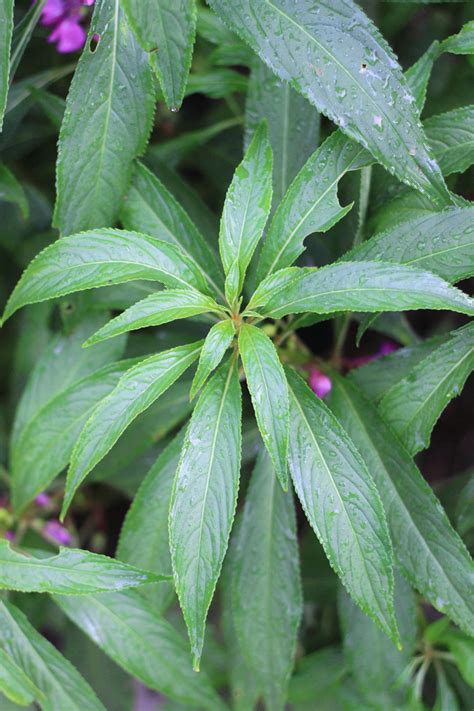 garden balsam facts  medicinal