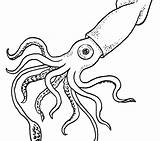 Squid Coloring Pages Giant Getcolorings Getdrawings sketch template