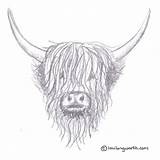 Highland Cow Drawing Pencil Drawings Paintingvalley sketch template