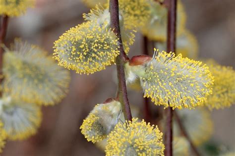 how to plant and care for a pussy willow tree bbc gardeners world
