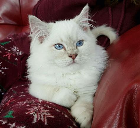 meet buster  majestic mitted lilac point ragdoll kitten