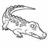 Vector Illustration Crocodile Coloring Cartoon Cute sketch template
