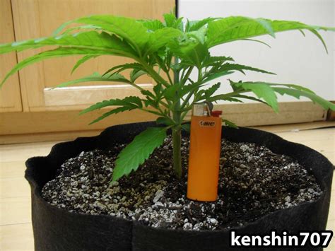 male plants hermies and bananas grow weed easy
