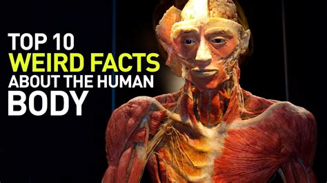 Top 10 Weird Facts About The Human Body Youtube