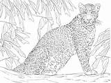 Leopard Coloring Tree Pages Printable Sitting Leopards Colorear Supercoloring Para Leopardo Dibujos Colouring Crafts Dibujo Un Drawing Choose Board Imprimir sketch template