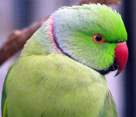 african ringnecked parrot birds ringneck pinterest  parakeet  parrots