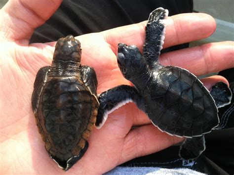 hawksbill hatchling admitted  turtle hospital rescue rehab release