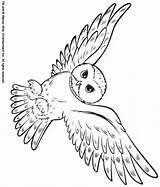 Owl Coloring Snowy Pages Sheets Color Animals Animal Potter Harry Owls Print Clipart Realistic Animalstown Back Town Drawing Drawings Templates sketch template