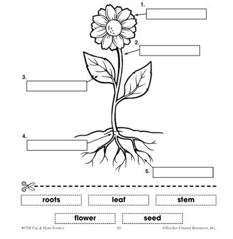 eso natural sciences plants  plant  flower structure