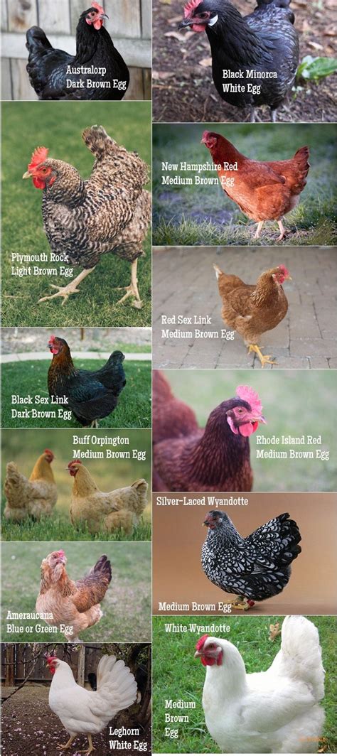 Chicken Breed Chart Pinned Just For My Son Who Loves