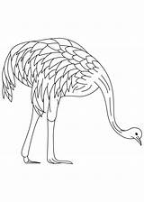 Emu Coloring Pages Farmed Template Kids Printable Print Color Getcolorings Birds sketch template