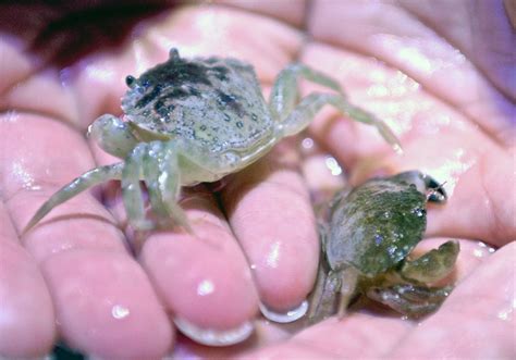 stowaway baby crabs star  sea life centre discover animals