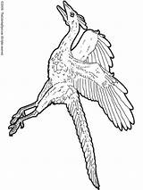 Archaeopteryx Coloring Pages Dinosaurs Colouring Kids sketch template