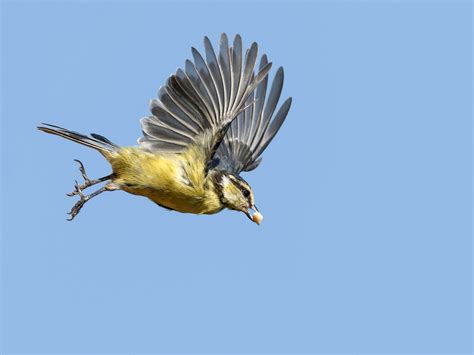 eine blaumeise im flug foto bild tiere wildlife wild lebende