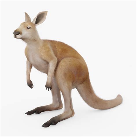 rigged kangaroo model turbosquid