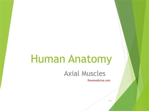 axial muscles