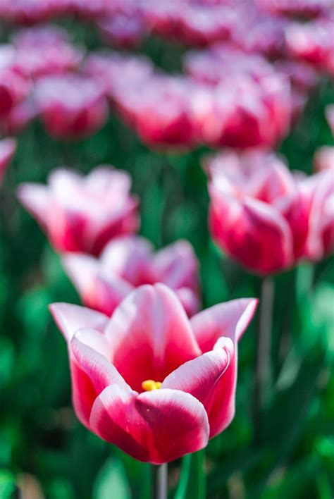 traveling    million tulips  holland