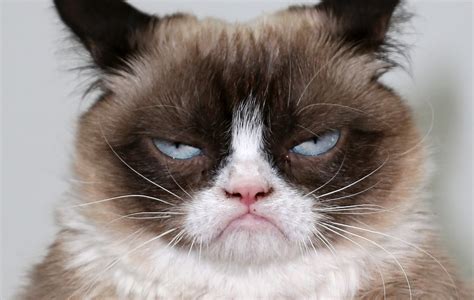grumpy cat sued  coffee company  won nme