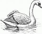 Cisne Elegante Tudodesenhos Drawing sketch template
