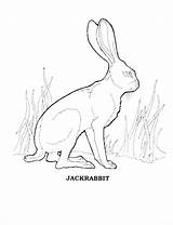 Jackrabbit Hare sketch template