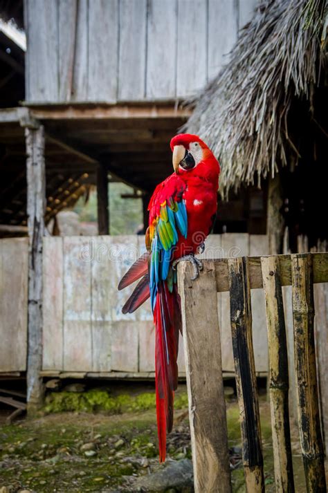 beautiful old wild parrot sitting edge house amazon jungle ecuador