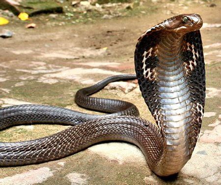 gambar foto hewan gambar binatang ular kobra