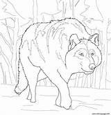 Wolf Gray Coloring Pages Crouching Printable Mexican Color Print Drawing Outline Drawings Draw Online Categories sketch template