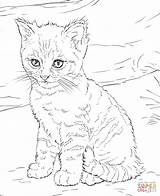 Coloring Cat Kitten Popular Pages Cats sketch template