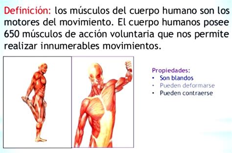 ¿qué Son Los Músculos Y Cuál Es Su Función Sistema Muscular