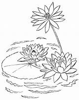 Lily Coloring Pages Water Drawing Lilies sketch template