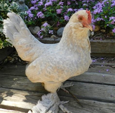 Porcelain D Uccles Bantam Chicks For Sale Cackle Hatchery