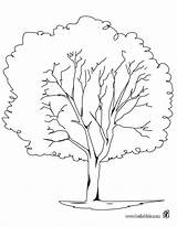 Chestnut Coloring Pages Tree Getcolorings sketch template