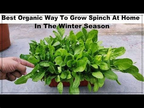 grow spinach  home  good result easy   grow green