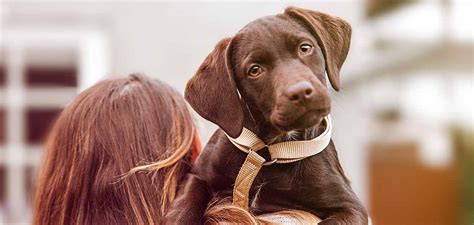brown dogs  top  brown dog breeds  youll love