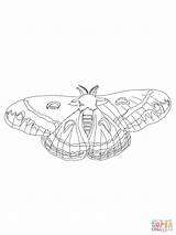 Moth Cecropia Coloring Pages Drawing Line Supercoloring Printable Getdrawings Categories sketch template