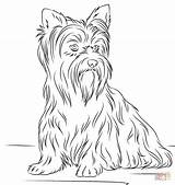Yorkshire Coloring Terrier Pages Dogs Dog Printable Fluffy Terriers Kolorowanki Puppy Ausmalbilder Supercoloring Yorkie Adult Puppies Para Colorir Colouring Rasy sketch template