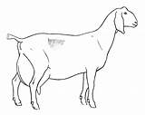 Dairy Colouring Goats Kanak Boer Kambing Haw Koleksi Pewarna Printablecolouringpages sketch template