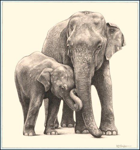 Pencil Drawing How To Draw Elephant Fine Art Pencil Drawing