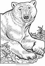 Coloring Pages Bear Animal Dover Polar Book Wild Dingo Bears Publications Colouring Drawing Adults Doverpublications Haven Creative Animals Portraits Volwassenen sketch template