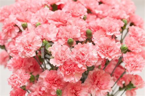 carnation stock photo royalty  freeimages