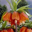 Image result for "fritillaria Formica". Size: 109 x 109. Source: ubicaciondepersonas.cdmx.gob.mx