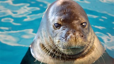 minnesota zoo previews rare seal exhibit mpr news