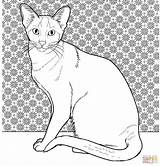 Siamese Supercoloring Realistic Gato Kittens Siamés Sitting sketch template