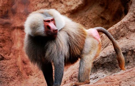 diferencias entre mono  babuino sooluciona