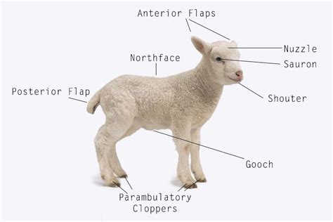 lamb anatomy google search silly animals lamb cute sheep