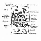 Cell Animal Worksheet Plant Diagram Drawing Simple Parts Sketch Labeling Anatomy 3d Label Cells Physiology Model Structure Answers Make Animals sketch template