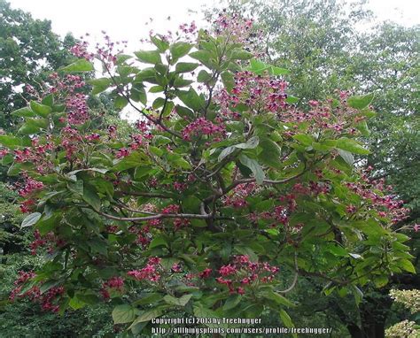 photo of peanut butter shrub clerodendrum trichotomum
