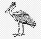 Spoonbill Stork Line Drawing Pelecaniformes Spoonbills Outline Clipart Openclipart Pinclipart Svg Report sketch template